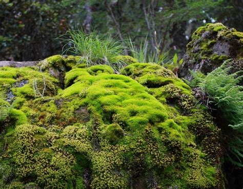 苔蘚介紹|苔蘚植物